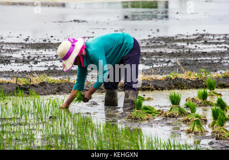 La coltivazione del riso nei pressi di Xizhou, Yunnan Foto Stock