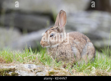 Coniglio selvatico, shropshire confine con il Galles centrale,UK, 2017 Foto Stock