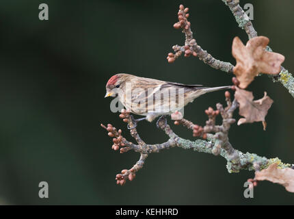 Alimentazione Redpoll sulle sementi Foto Stock