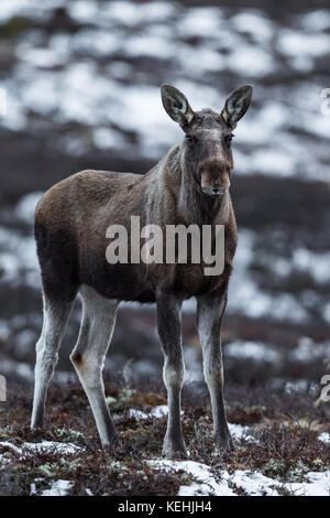 Elk o moose, Alces Alces, su Dovre in Norvegia Foto Stock