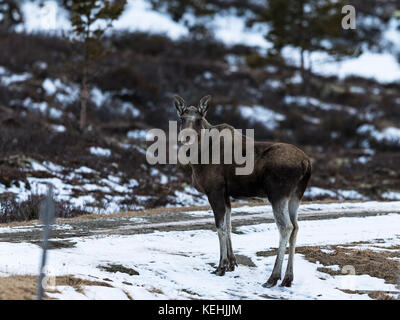 Elk o moose, Alces Alces, su Dovre in Norvegia Foto Stock