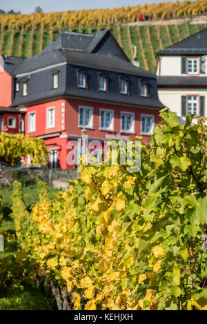 Vigneti autunnali a Rüdesheim am Rhein, città vinicola in Germania Foto Stock