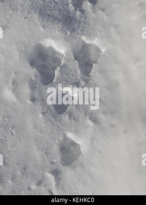 Tracce di Lepre, Lepus timidus, nella neve Foto Stock