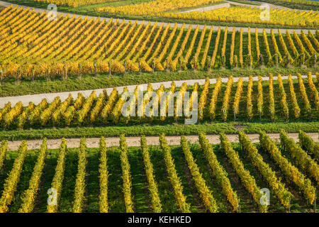 Vigneti autunnali a Rüdesheim am Rhein, città vinicola in Germania Foto Stock