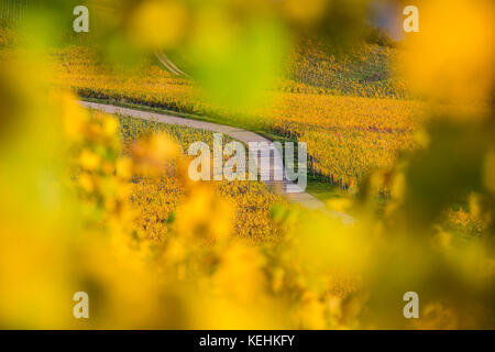 Vigneti autunnali a Rüdesheim am Rhein, città vinicola in Germania Foto Stock