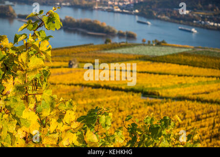 Vigneti autunnali a Rüdesheim am Rhein, città vinicola in Germania Foto Stock