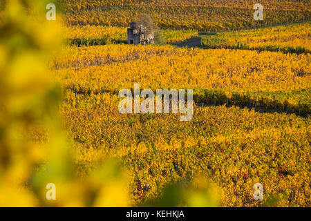 Vigneti autunnali a Rüdesheim am Rhein, città vinicola in Germania Foto Stock