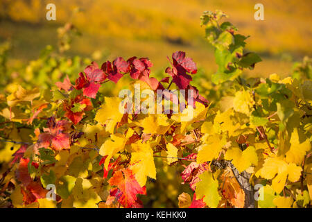 Vigneti autunnali a Rüdesheim am Rhein, città vinicola in Germania Foto Stock