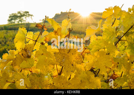 Vigneti autunnali a Rüdesheim am Rhein, città vinicola in Germania Foto Stock