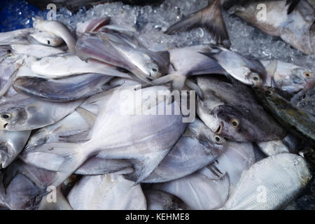 Pesci pomfret coprire con ghiaccio a vendere nel mercato dei prodotti freschi Foto Stock