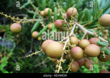 Longan frutteti - Frutti tropicali longan in Malesia Foto Stock