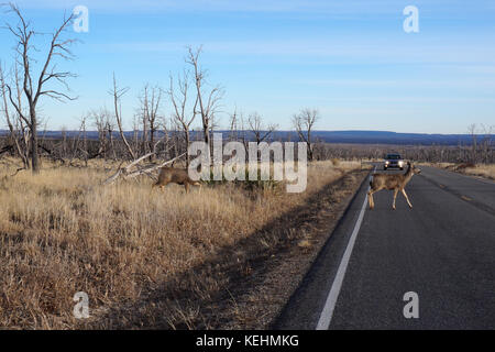 Il buck deer passeggiate sulla strada Foto Stock