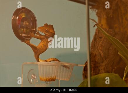 I capretti crested gecko dalla Nuova Caledonia aggrappati exo terra un misuratore di umidità in Vivario Foto Stock