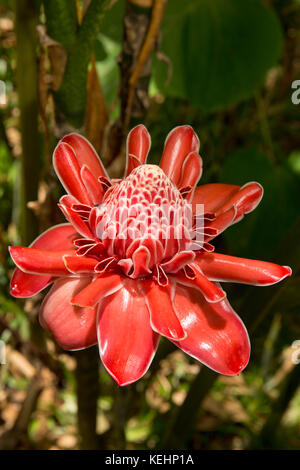 La Seychelles, Mahe, fiori, rosso torcia fiore di zenzero, Etlingera elatior Foto Stock