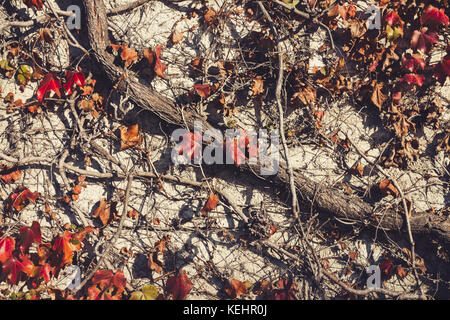 Foglie rosse e vecchi, rami secchi della parete di copertura Foto Stock