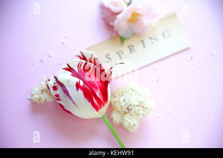 Tulipani freschi con photinia fiorisce e camelie con la parola 'spring' su uno sfondo rosa Foto Stock