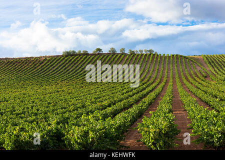 Rioja Vigna sulla Ruta del Vino strada del vino nei pressi di Marques de Riscal in La Rioja-Alavesa area del nord della Spagna Foto Stock