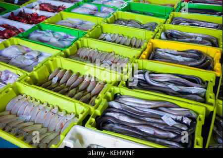 Pesce fresco e anguilla Confradia de Pescadores de Luarca, Confederazione dei pescatori Luarca, a Puerto Luarca, Asturie, Spagna Foto Stock