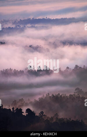 Alba sopra la foresta pluviale tropicale con la nebbia, bukit panorama, sungai lembing, Malaysia, asia Foto Stock