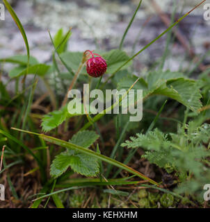 Fragole selvatiche che crescono fragole selvatiche nell'Altai Foto Stock