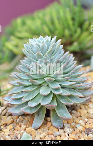 Miniatura Piante succulente, una sorta di cactus Foto Stock