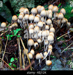 Coprinellies micaceus, edidble funghi che crescono in un albero irlandese Foto Stock