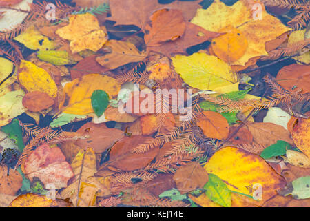 Foglie di autunno su acqua - foglie cadute dagli alberi in acqua al di sotto di Foto Stock