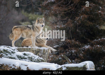 Messicano due lupi grigi (Canis lupus) in inverno Foto Stock