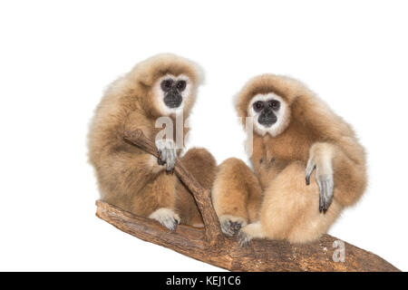 Un paio di Lar, o bianco-consegnato gibbons (Hylobates lar), prigionieri isolati su sfondo bianco. Foto Stock
