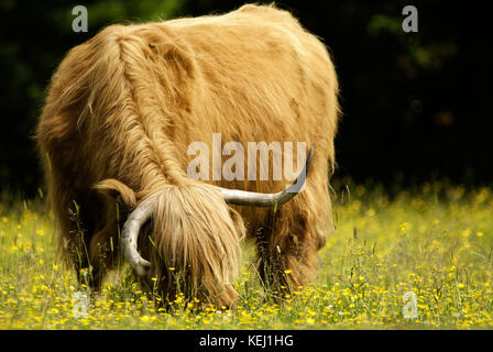 Highland bovini free roaming nella nuova foresta, Hampshire Foto Stock