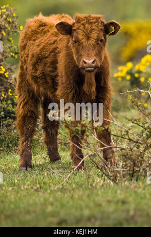 Highland bovini free roaming nella nuova foresta, Hampshire Foto Stock