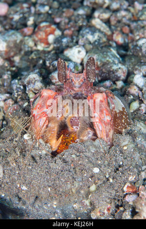 Lysiosquillina maculata la zebra canocchia, striped canocchia o tiger canocchia Foto Stock