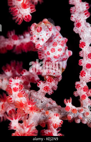 Cavalluccio marino pigmeo (Hippocampus bargibanti) Foto Stock