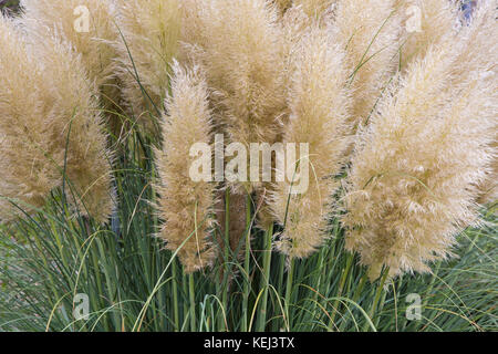 Giardino con boccola di fioritura pampas erba Foto Stock