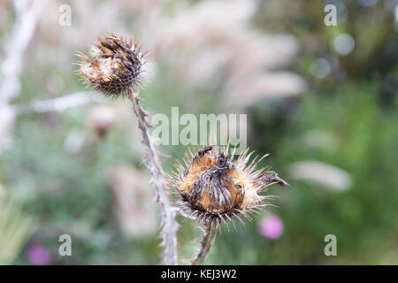 Cardo appassiti cadono fiore con il fuoco selettivo Foto Stock