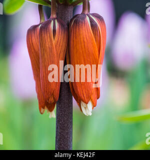 Una macro shot di una corona imperiale blumo fritillary. Foto Stock