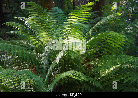 Derreen Gardens, Lauragh, County Kerry, Irlanda - John Gollop Foto Stock