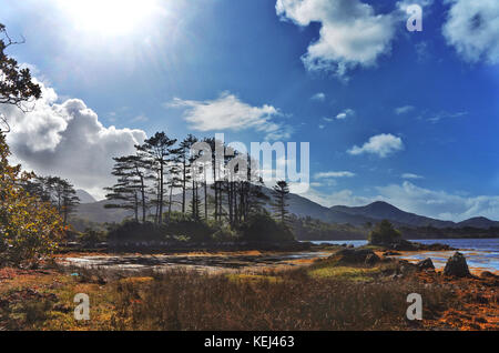 Derreen Gardens, Lauragh, County Kerry, Irlanda - John Gollop Foto Stock