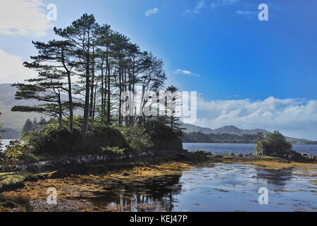 Derreen Gardens, Lauragh, County Kerry, Irlanda - John Gollop Foto Stock