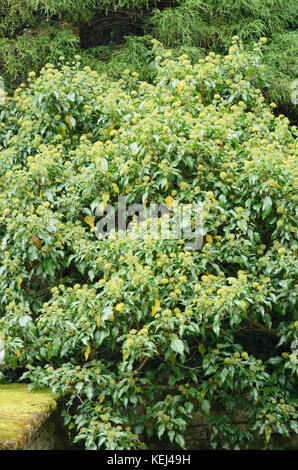 Edera comune (Hedera helix) Foto Stock