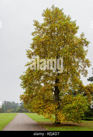 Un albero alto indossa i suoi colori autunnali. Foto Stock