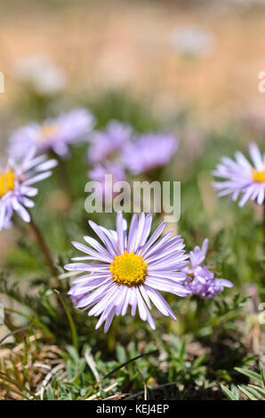 Bella (fleabane erigeron formosissimus) Foto Stock