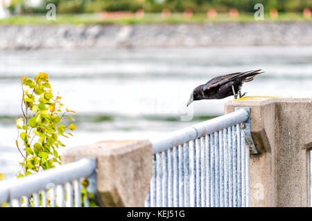 Crow appollaiato sulla ringhiera pronto al decollo e vola in Saguenay, Quebec, Canada dal fiordo Foto Stock