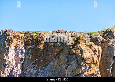 Gannett uccello che vola da Rocher Perce roccia nella regione Gaspesie del Québec in Canada Foto Stock