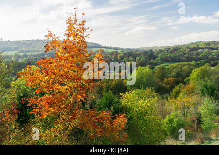 In autunno gli alberi in Surrey Foto Stock