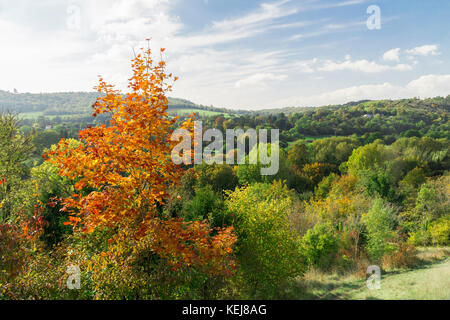 In autunno gli alberi in Surrey Foto Stock