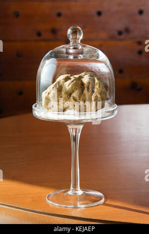 Meraviglioso tartufo bianco nella campana di vetro con piedistallo, sul  tavolo di legno, dal Langhe Alba in piemonte italia Foto stock - Alamy