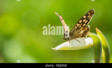 Un legno maculato butterfly poggia su un fiore acidanthera bud. Foto Stock