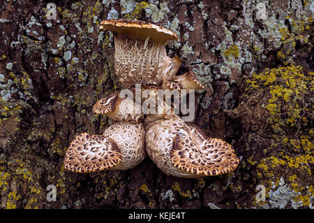 Staffa funghi che crescono sul lato di un vecchio albero Foto Stock