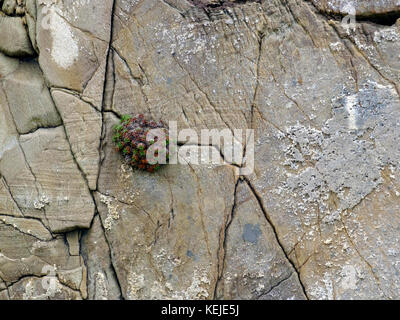 Stonecrop inglese in crescita in Irlanda Foto Stock